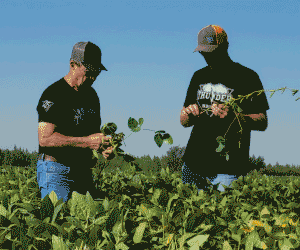 Two people harvesting plants in field
